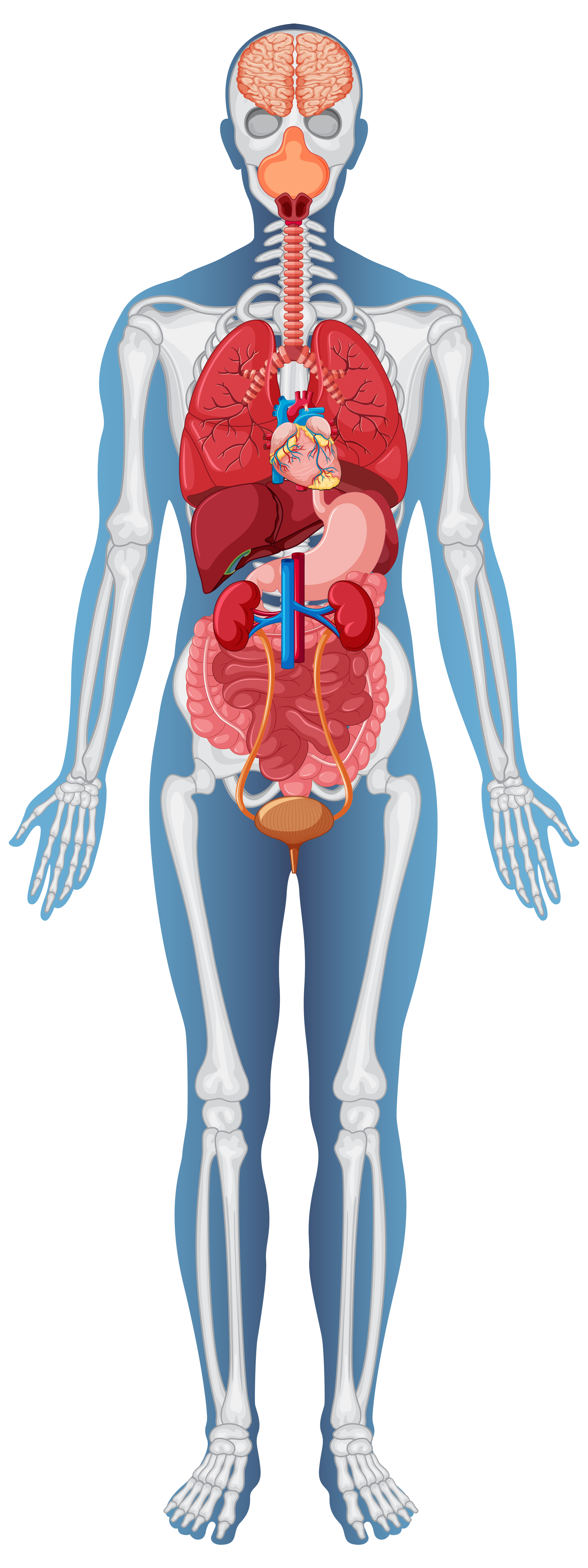 3D Body Explorer Icon